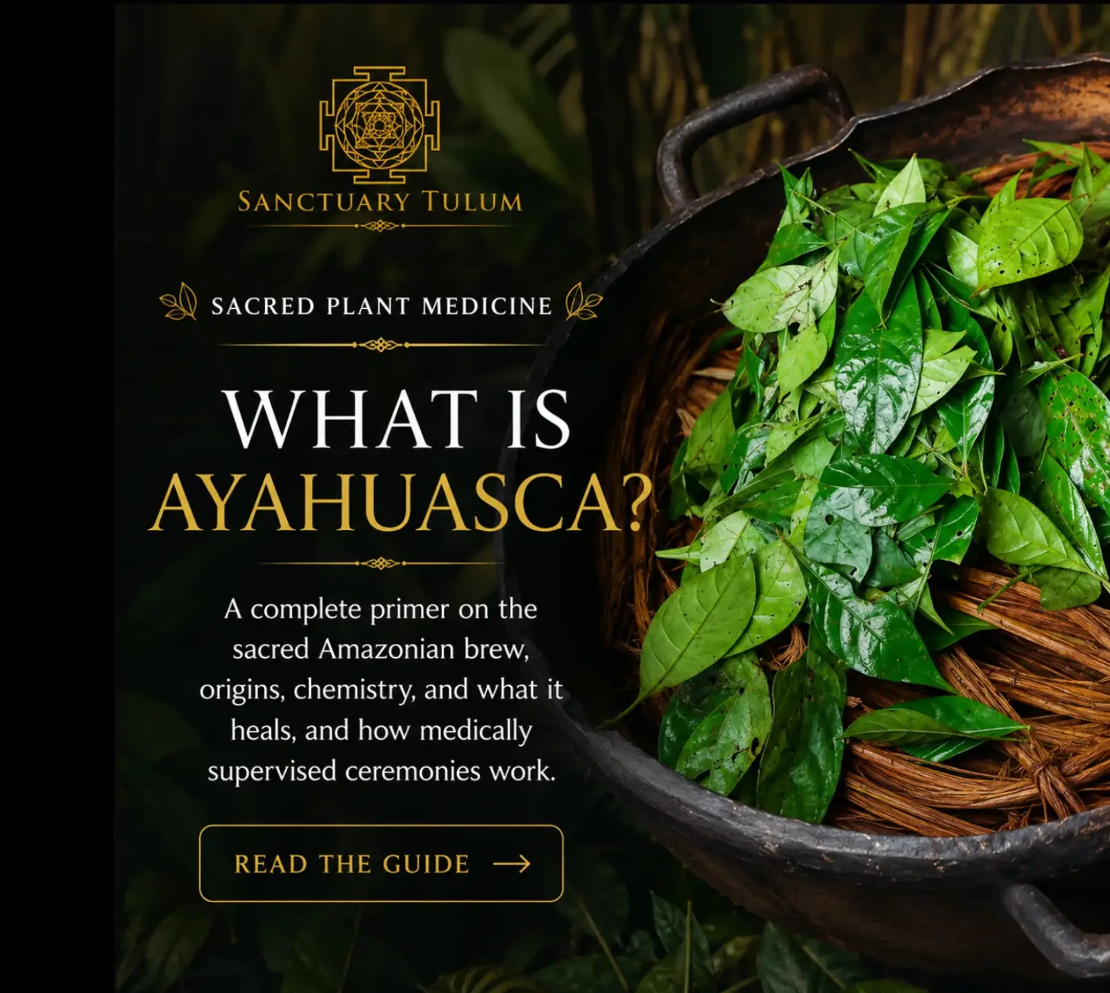 What Is an Ayahuasca Retreat — Sanctuary Tulum, Mexico What is an ayahuasca retreat — structured, medically supervised ayahuasca retreat program at Sanctuary Tulum in Tulum, Mexico