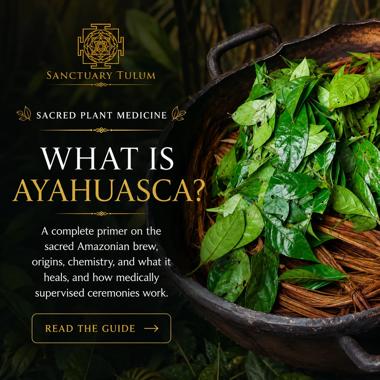 What is ayahuasca — sacred plant medicine ceremony guide from Sanctuary Tulum, Tulum, Mexico