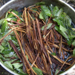 Best Ayahuasca Retreats Tulum