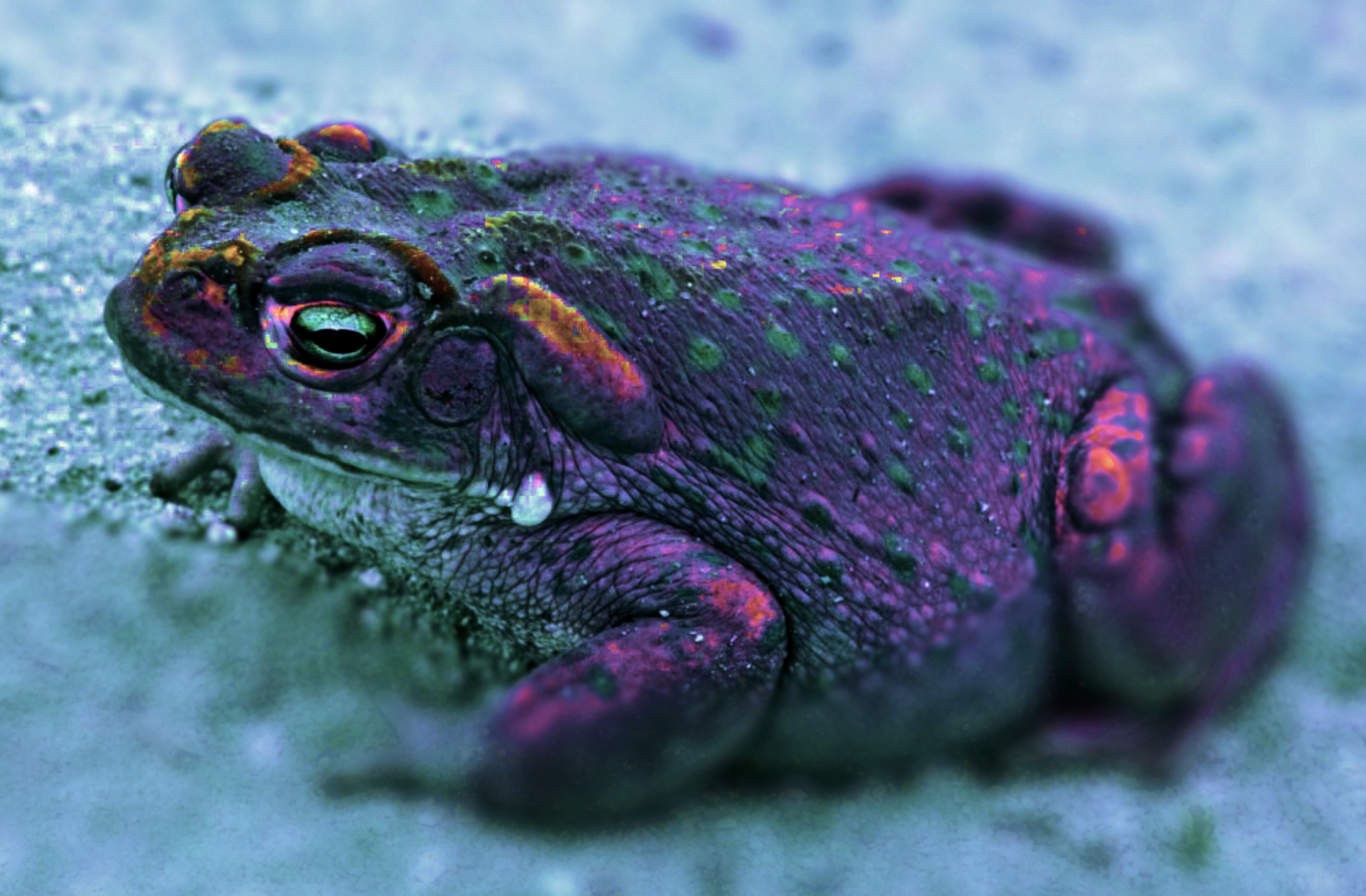 Private 5 MeO-DMT Bufo Tulum Mexico